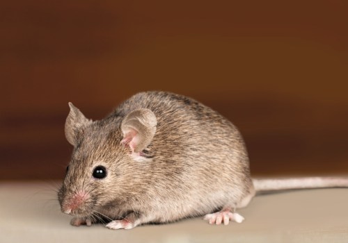 Can cleaning the air ducts remove mice?